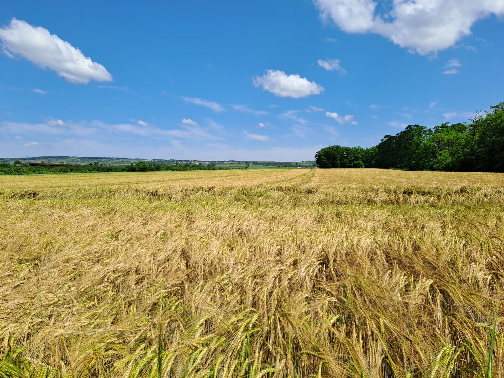 Grünlandfreihalteflächenwidmung in Fels am Wagram