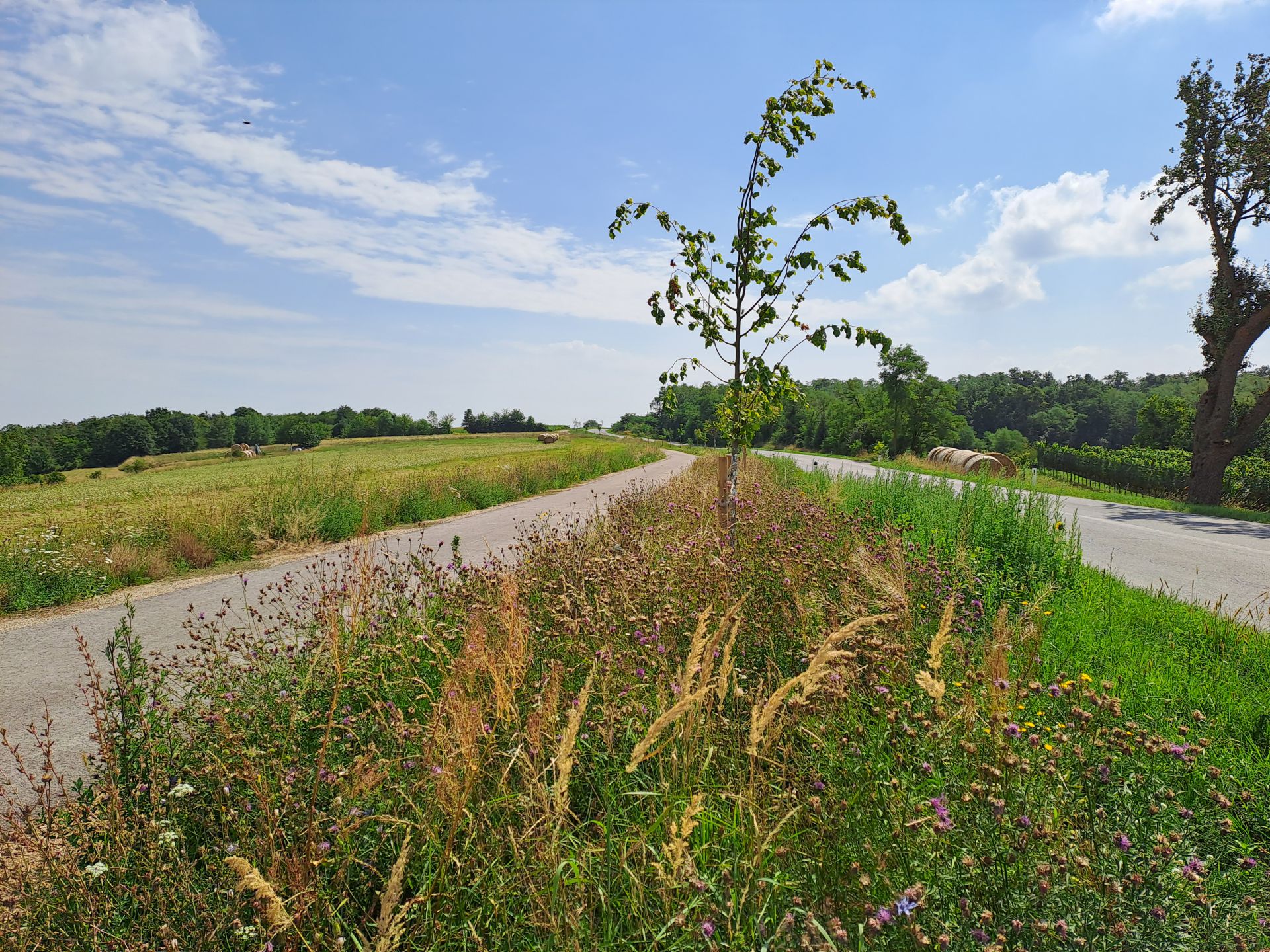 © Christian Braun Ökologische und wirtschaftliche Synergieeffekte beim Radwegbau